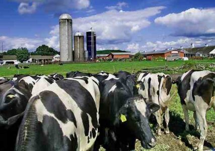 Organic Dairy Calculator Image